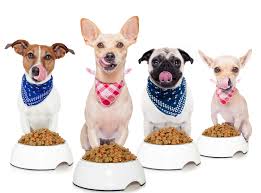 Glucosamine for Dogs - Why It's So Important
