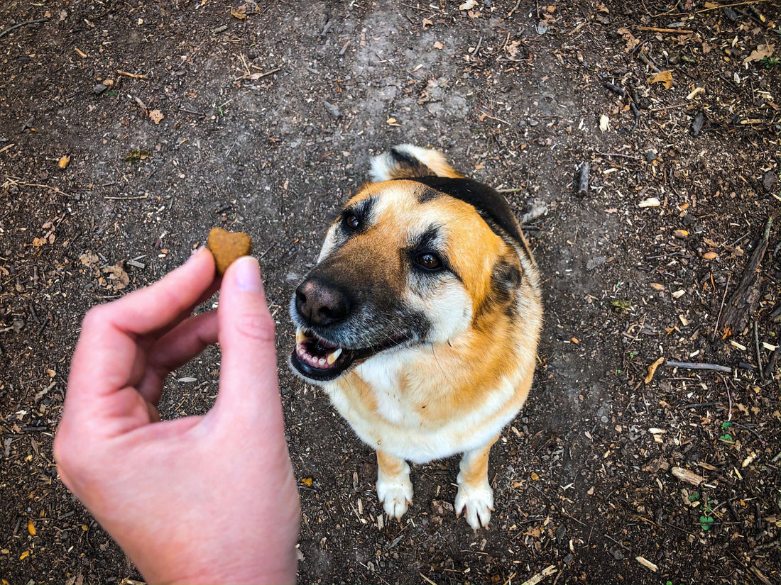 The Complete Guide to Therapeutic Dog Nutrition