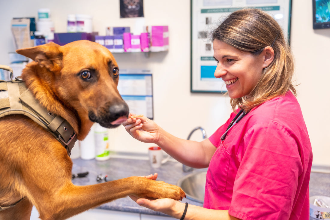 Complete Dog Joint Health Guide: Arthritis & Glucosamine 2025